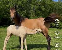 buckskin-mare-quarter-pony