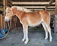 halter-project-yearling