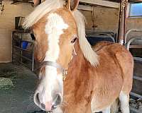 haflinger-filly