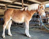 haflinger-yearling