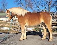 haflinger-mare