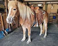 haflinger-horse