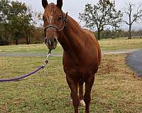 quarter-horse-for-sale