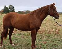 quarter-horse