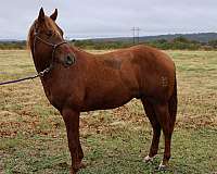 quarter-horse-stallion