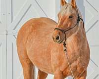 athletic-quarter-horse