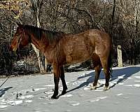 calf-roping-quarter-horse