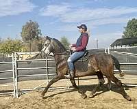 andalusian-horse-for-sale