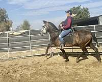 andalusian-horse