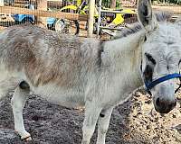 donkey-for-sale