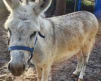 donkey