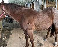 quarter-horse-for-sale