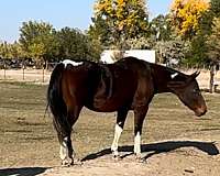 roan-homozygous-tobiano-horse