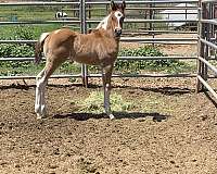 blue-roan-apha-broodmare