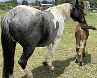 dun-apha-broodmare