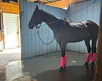 thoroughbred-horse-for-sale