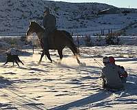 calf-roping-quarter-horse