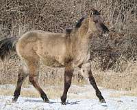 grulla-white-on-rear-right-heel-horse