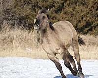 sayos-shining-sun-quarter-horse