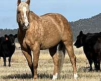 athletic-quarter-horse