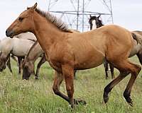 calf-roping-quarter-horse