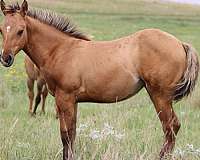 dun-factor-quarter-horse