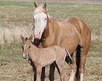 ranch-quarter-horse