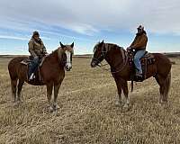 all-around-belgian-horse