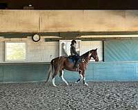 calf-roping-paint-horse