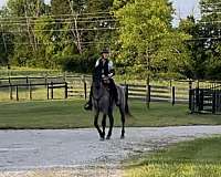 breeding-kentucky-mountain-horse