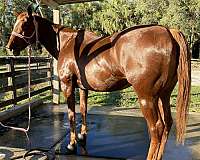 chestnut-white-blaze-horse