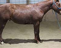 athletic-quarter-horse