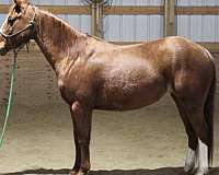 breeding-quarter-horse