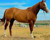 all-around-quarter-horse