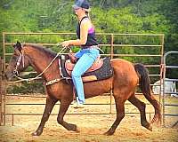 ranch-quarter-horse