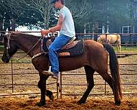 beginner-quarter-horse