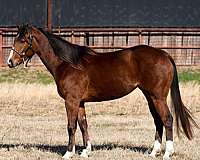 all-around-quarter-horse