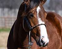 athletic-quarter-horse