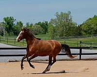 all-around-lusitano-horse