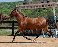 athletic-lusitano-horse