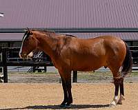 dressage-lusitano-horse