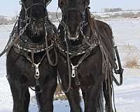 all-around-percheron-horse