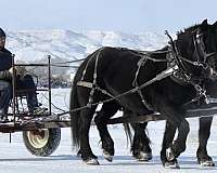 cross-pack-percheron-horse