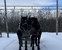 all-around-percheron-horse