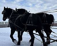 athletic-percheron-horse