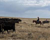 calf-roping-paint-horse