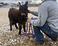 4-hand-miniature-horse