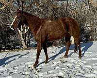 calf-roping-quarter-horse