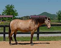 athletic-dressage-lusitano-horse