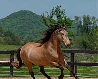 buckskin-apsl-gelding